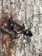 Жук-олень 001